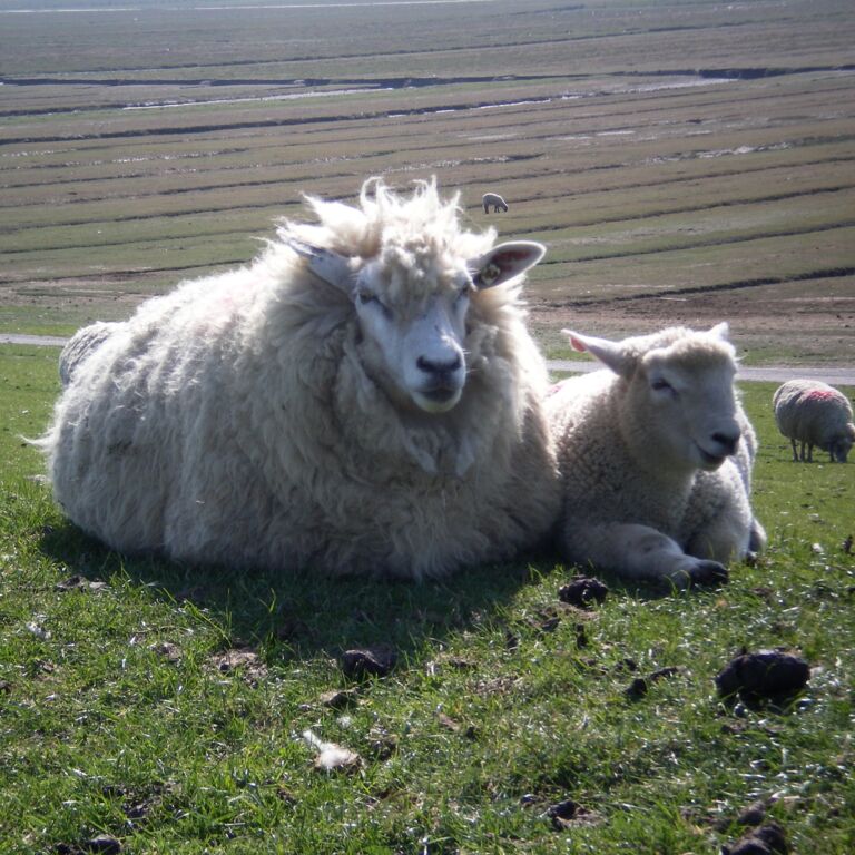 Tiergestützte Interventionen