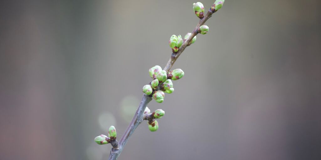 Zweig mit Knospen