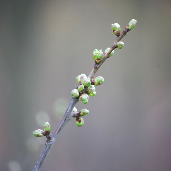 Zweig mit Knospen