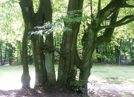 Naturcoaches & Naturbegleiter*innen Naturcoaches & Naturbegleiter*innen