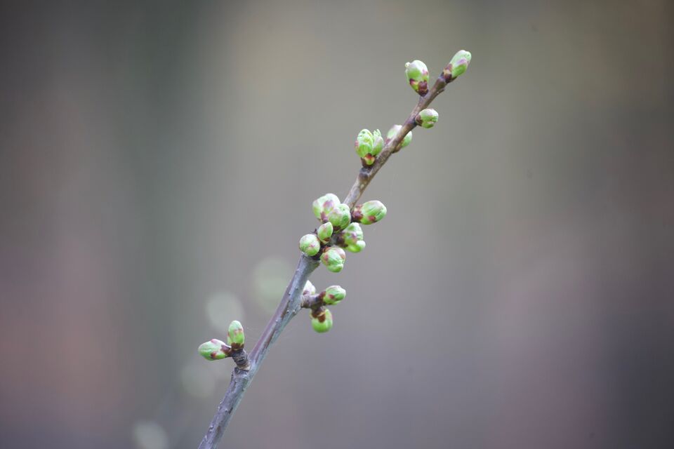 Zweig mit Knospen