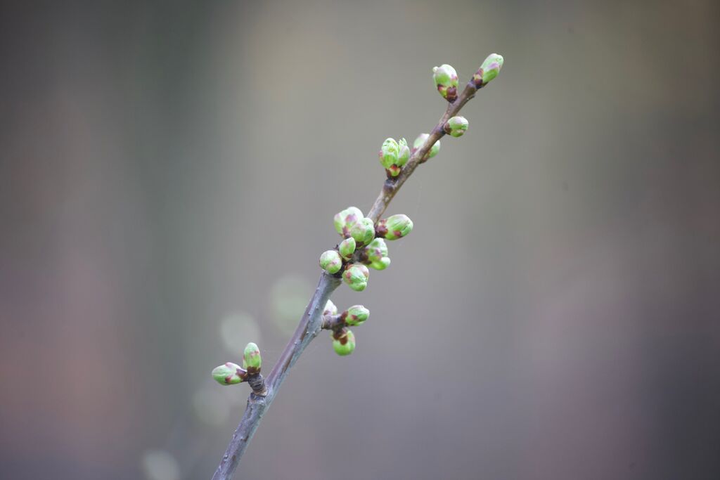 Zweig mit Knospen